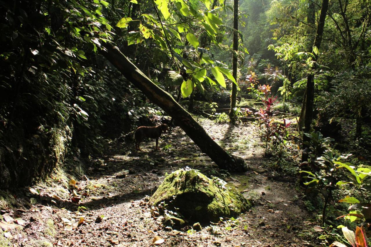 Princesa De La Luna Ecolodge La Fortuna Екстер'єр фото